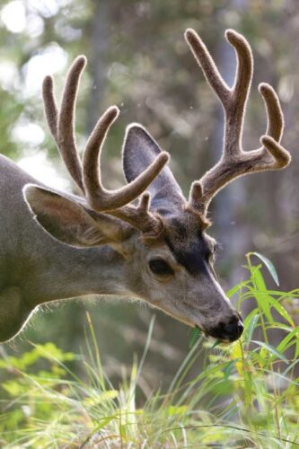 How to Keep Animals Out of Your Garden